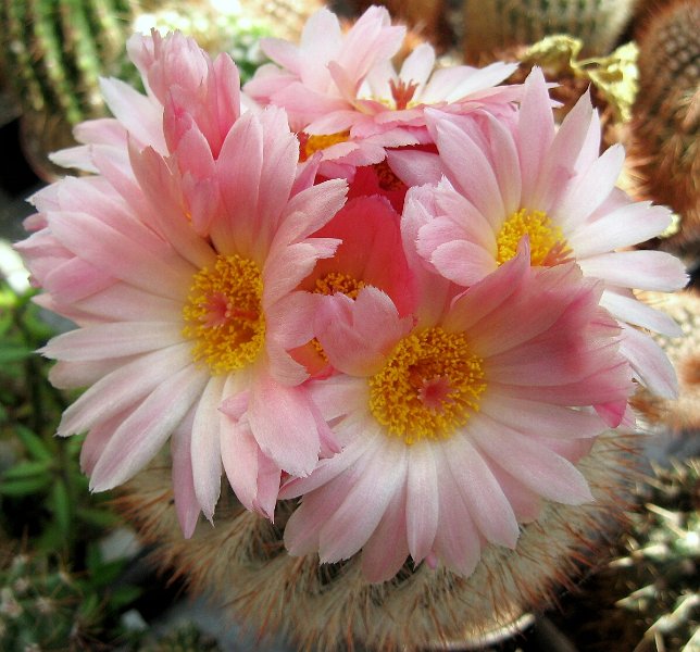 Notocactus hybr. scopa x herteri  (A. Kvasnicka)